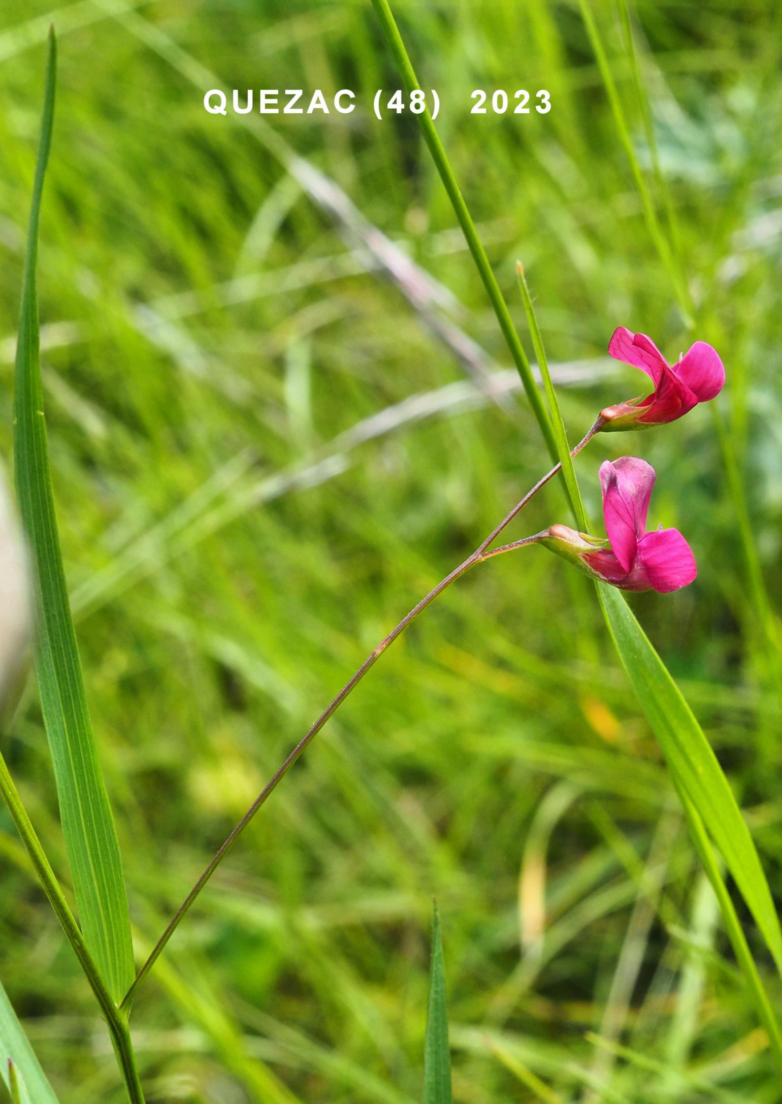 Vetchling, Grass